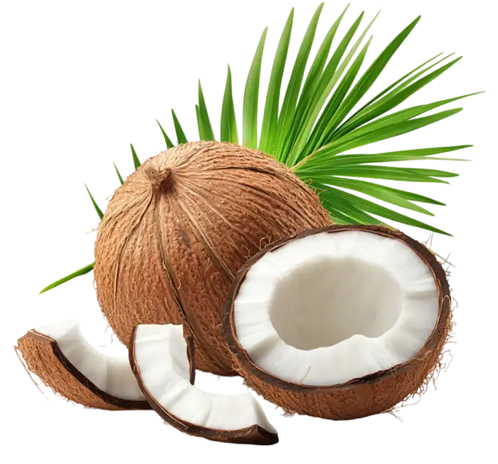 coconut-exporter-coconut-nusavera