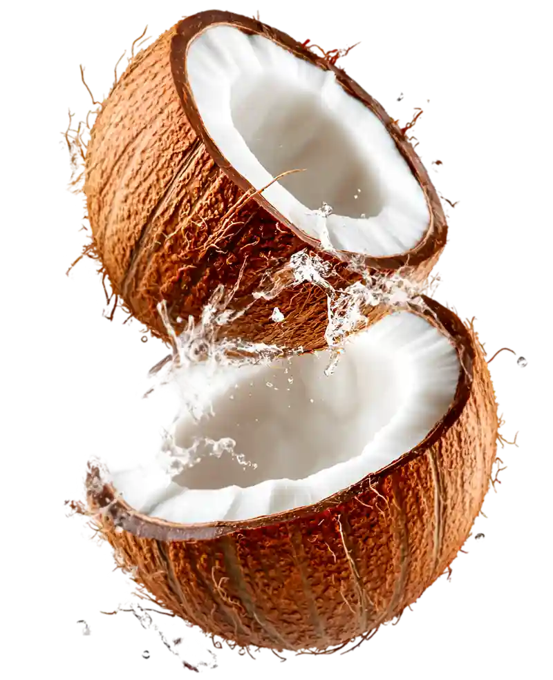 coconut exporter in indonesia - Nusavera Coco Sejahtera